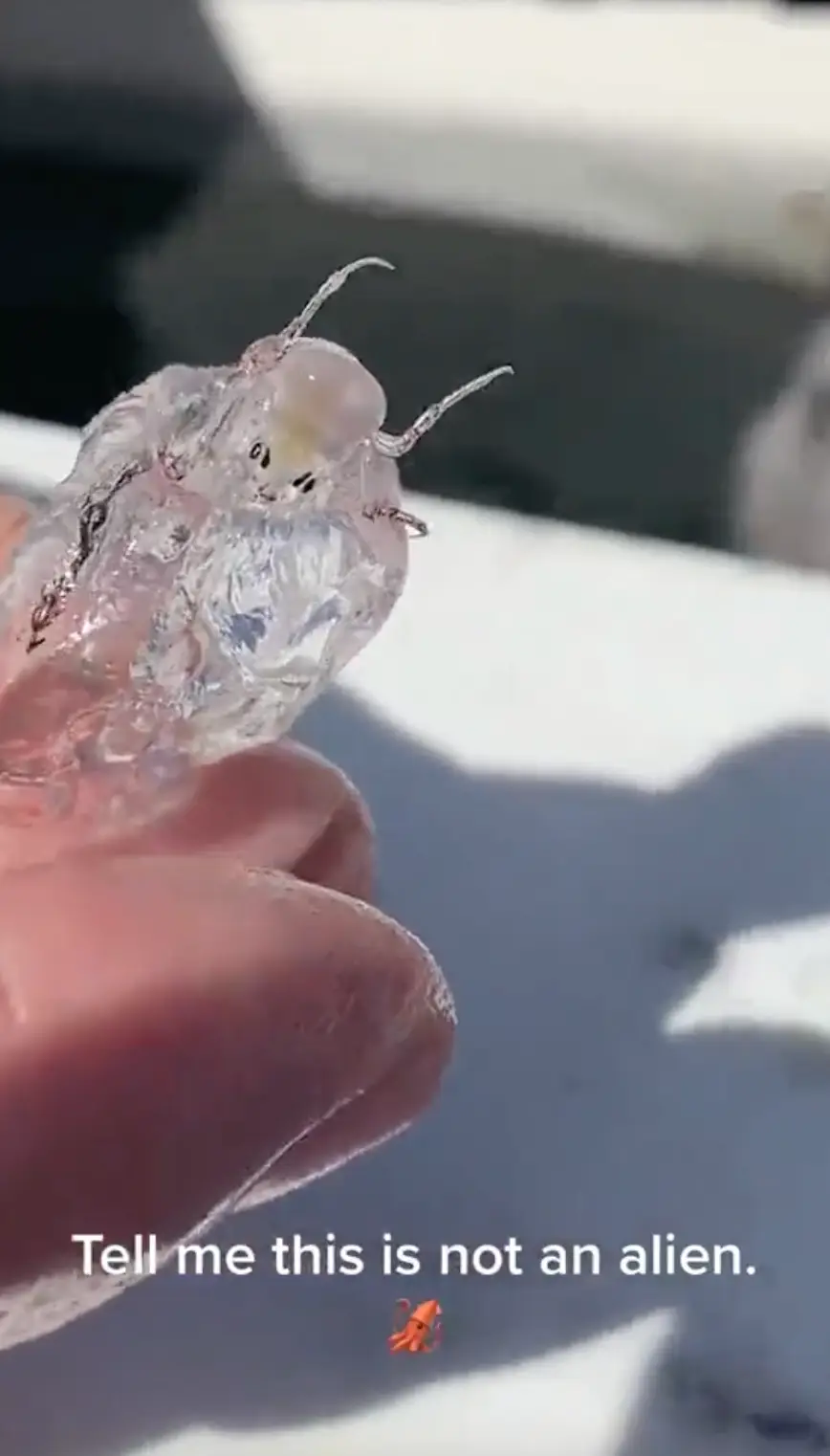 Look at this little guy. Cute right?