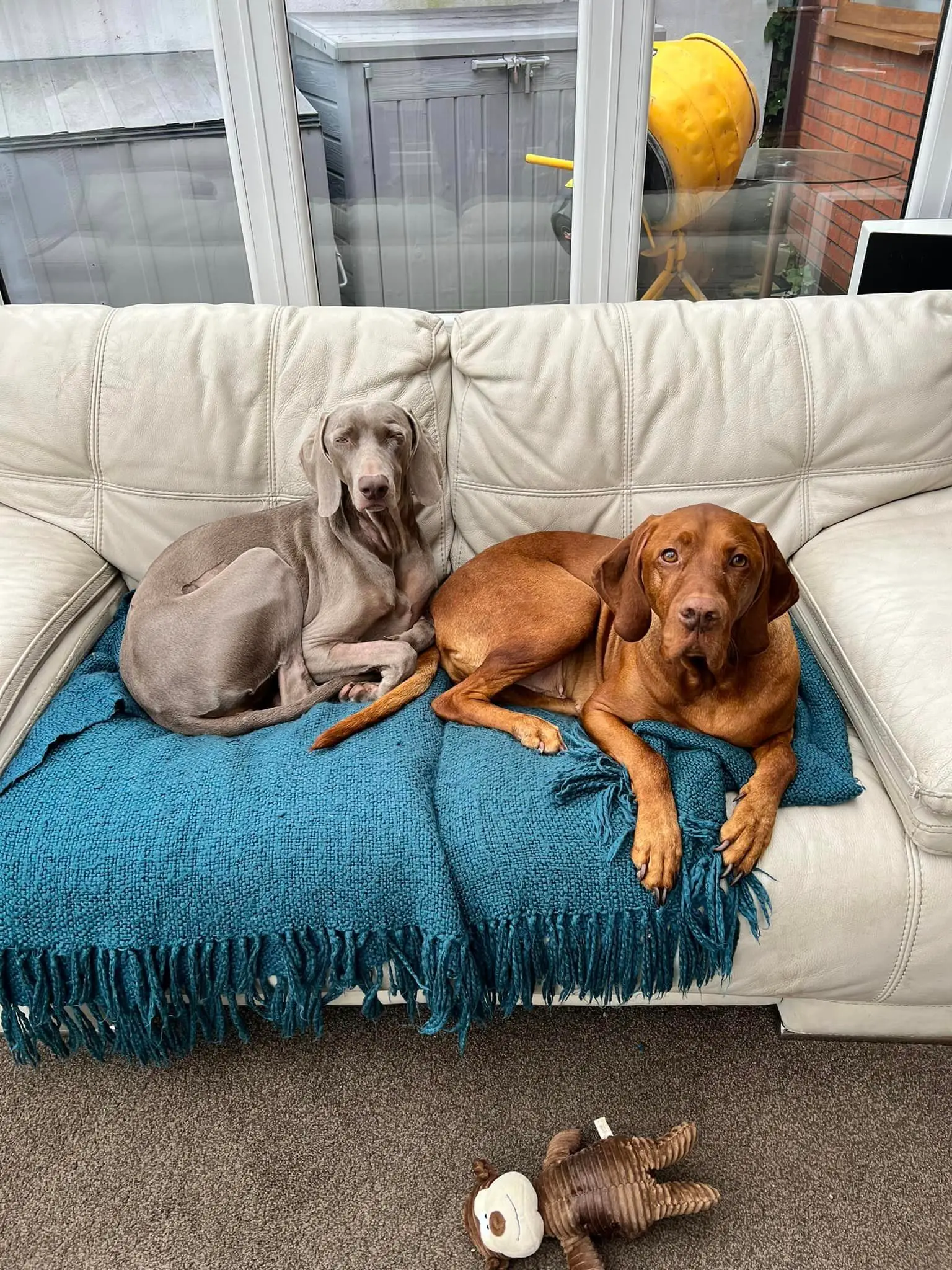 Vets said that Rambo (left) 'could not have been more unlucky'.