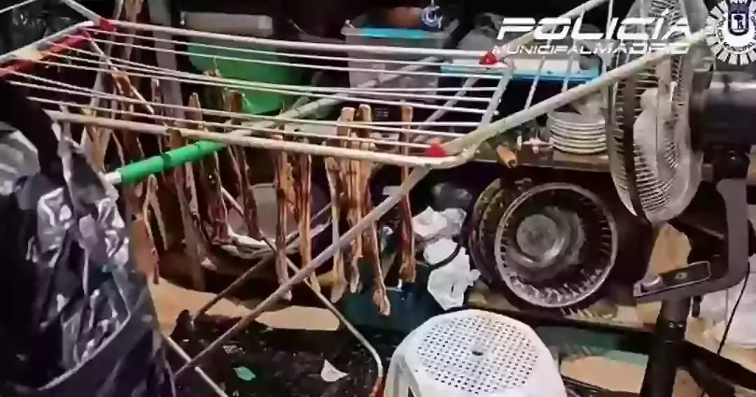 Officers discovered several serious health code violations at the restaurant. (Policia Municipal de Madrid)