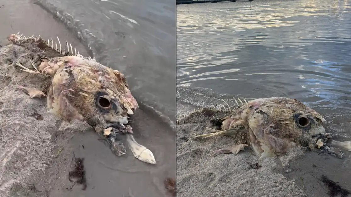 Huge mysterious sea creature washes up on beach but nobody knows what it is