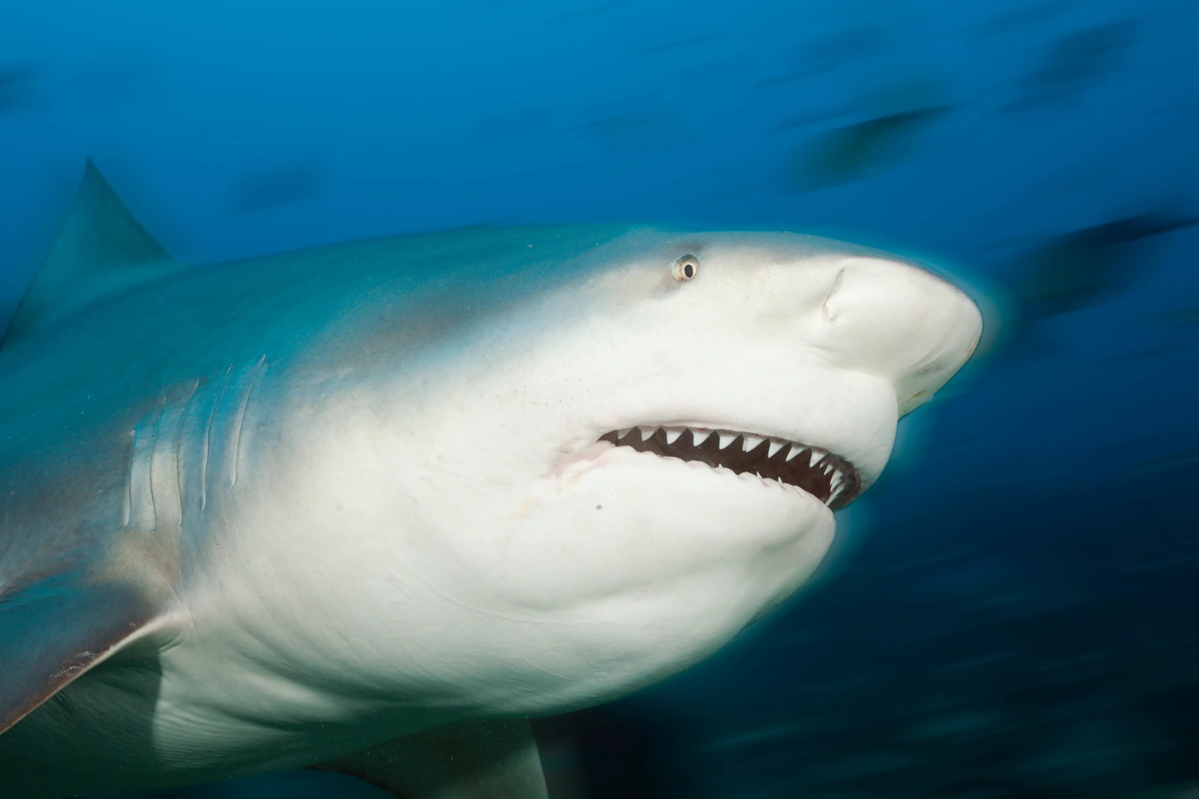 Bull sharks are one of the most dangerous species for humans (Reinhard Dirscherl/ullstein bild via Getty Images)