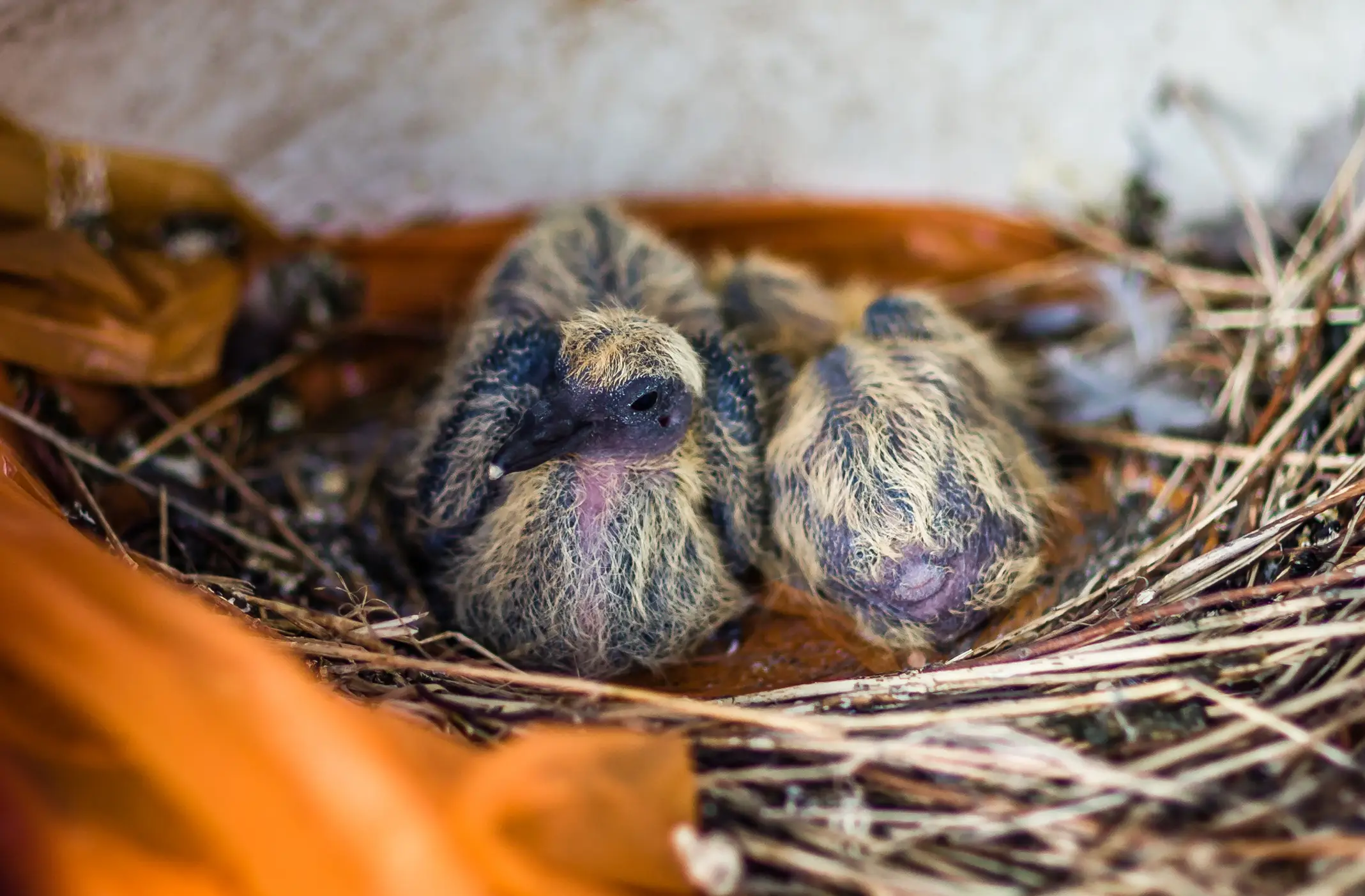Baby pigeons are called squabs, and they don't leave the nest for weeks (Getty Stock Photo)