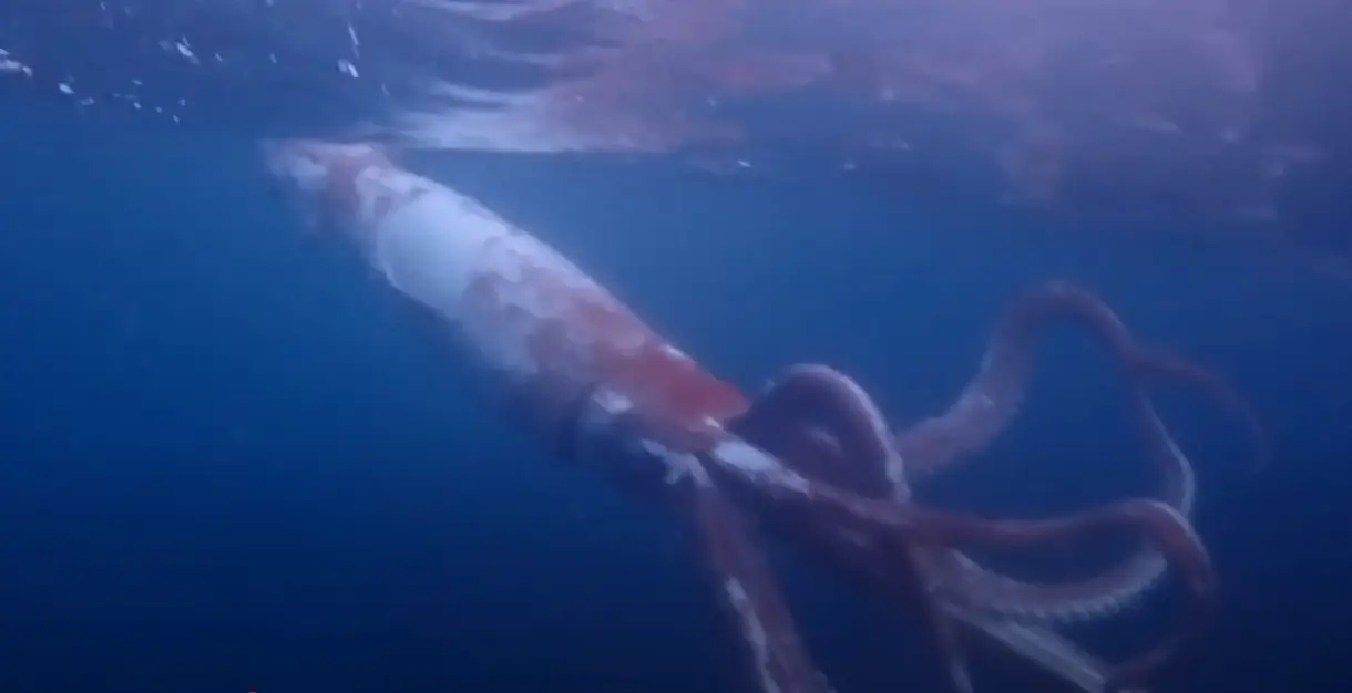 Now that's one big squid (Newsflare)