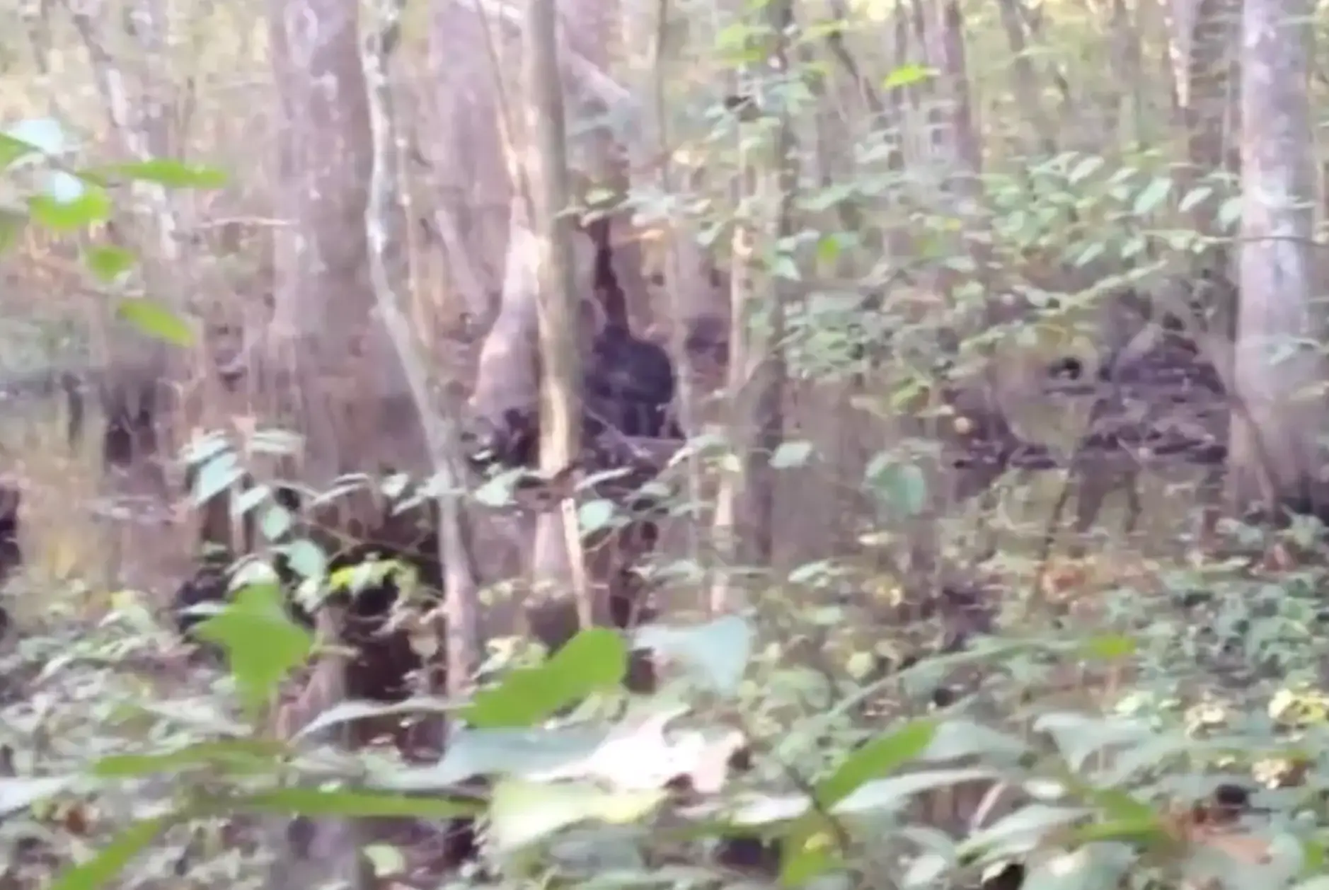 The hunter was so spooked that he ran away without inspecting it further. (YouTube/Josh Highcliff)