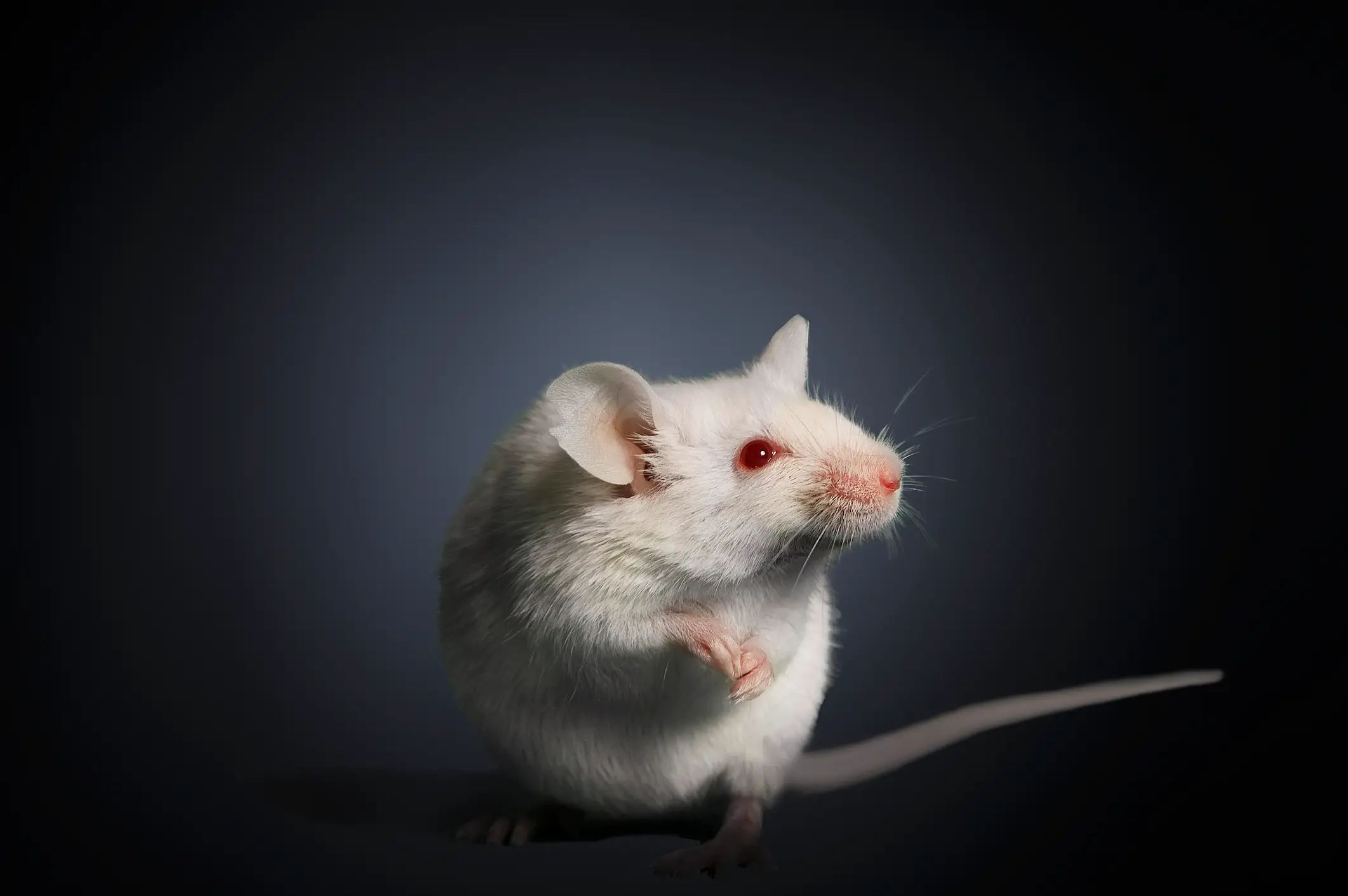Experiments were carried out on mice (Getty Stock Images)
