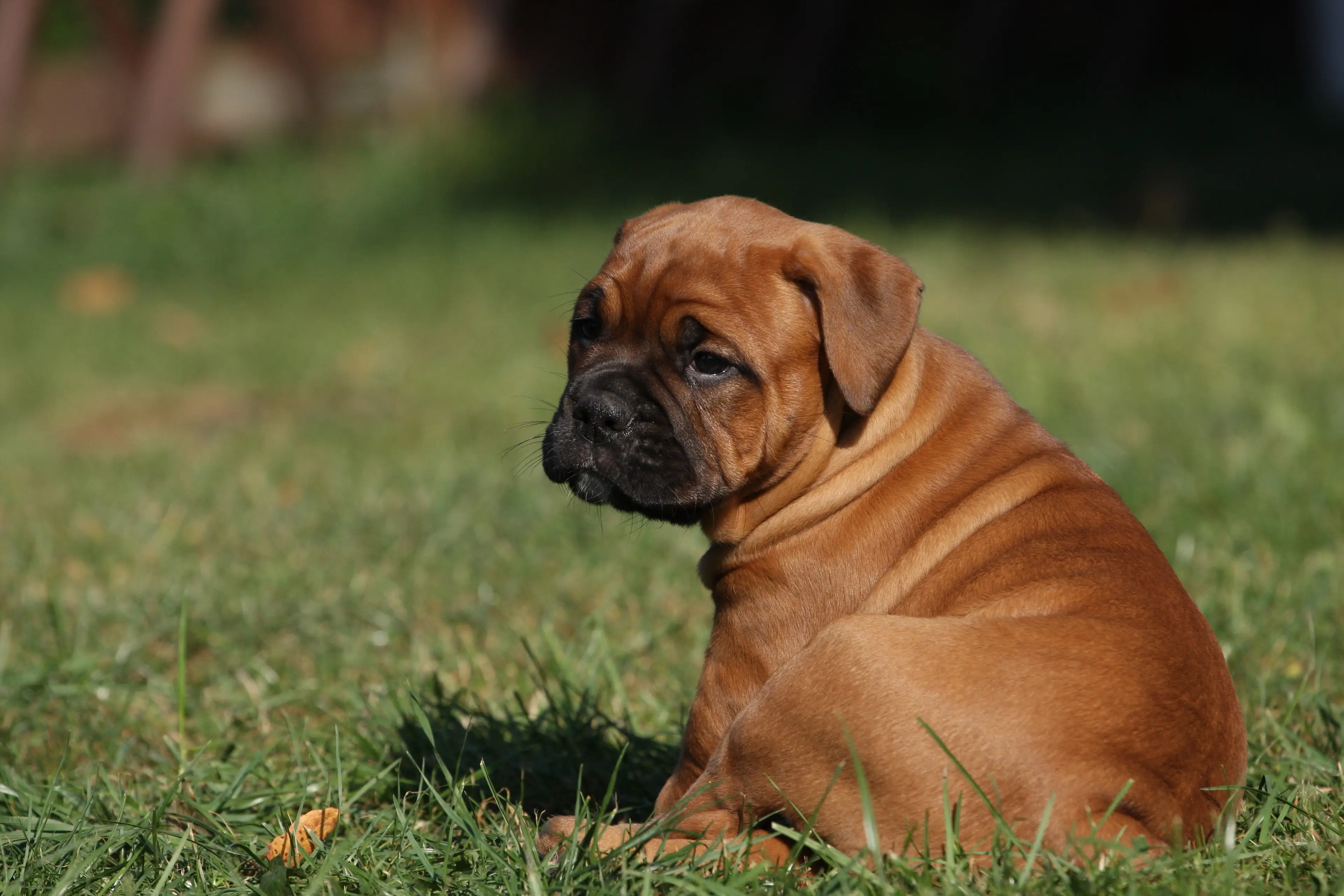 Breeding English Bulldogs (pictured) and Cavalier King Charles Spaniels has been banned in Norway.