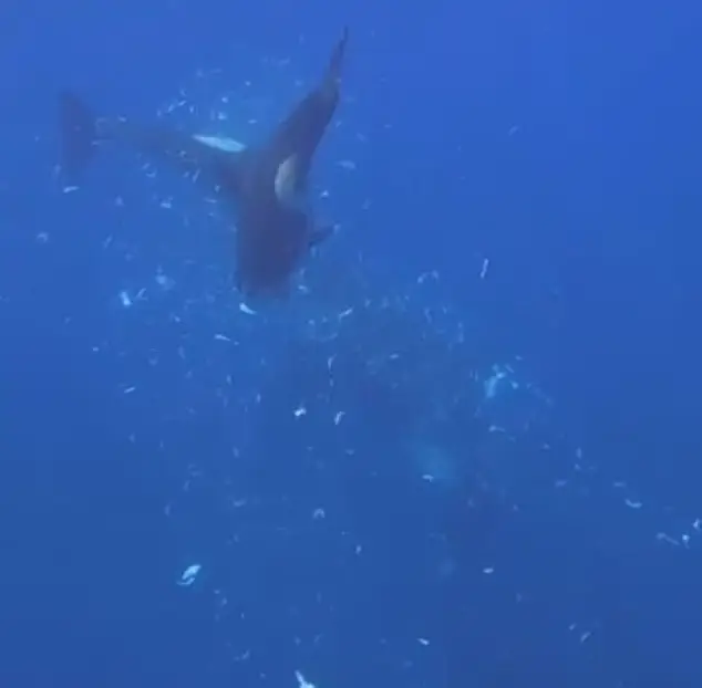 Experts think the behaviour could possibly be a form of entertainment for younger whales (Dr Kathryn Ayres)