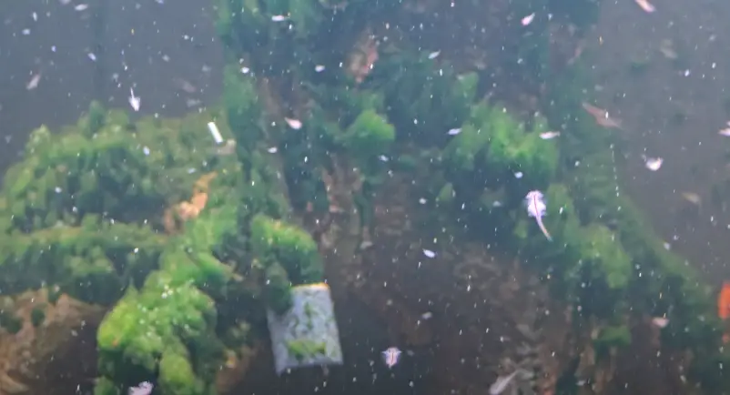 Jon said packets can be purchased from Sea-Monkeys.com (YouTube/Sea-Monkey Dude)