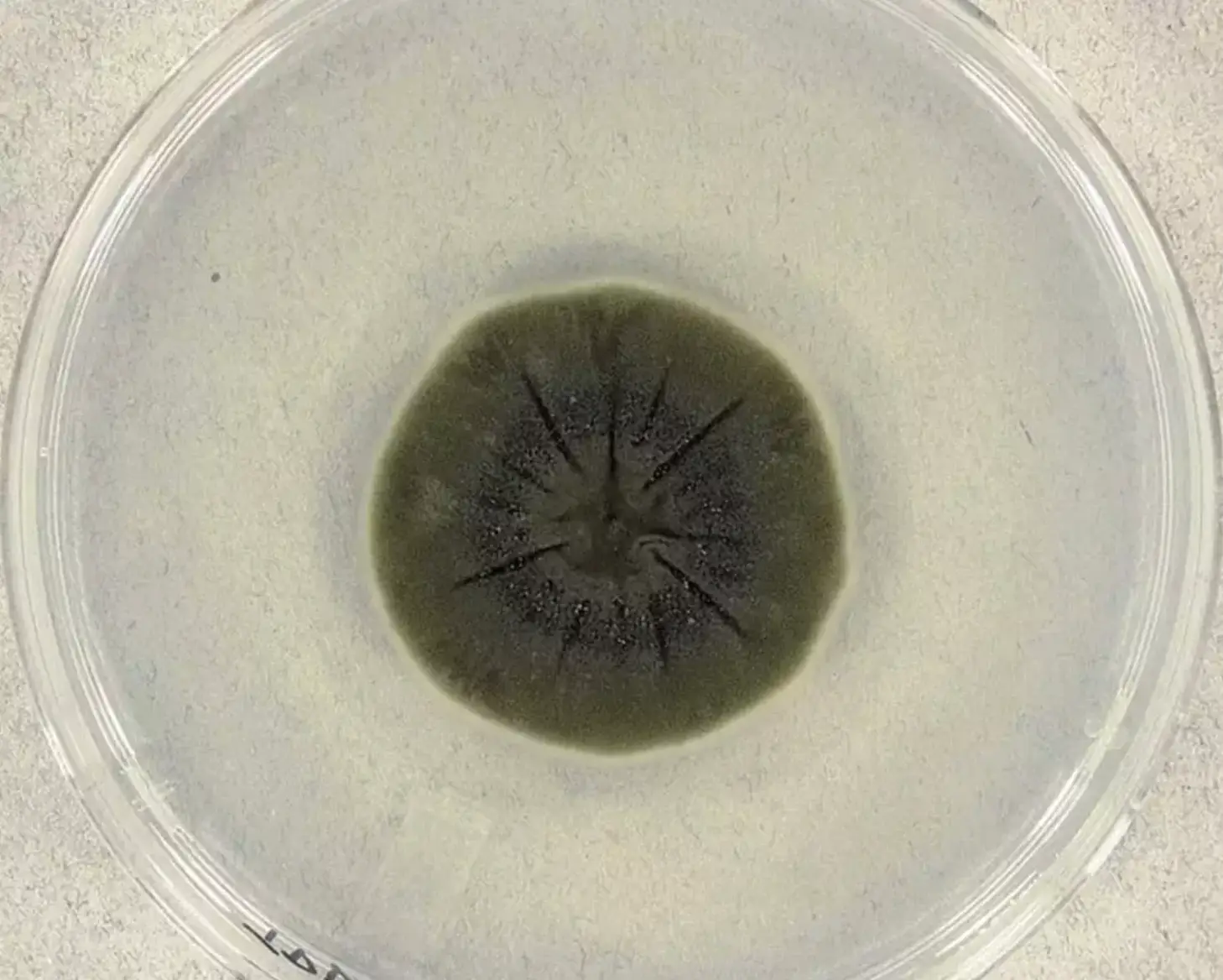 The black mould was essentially eating the radiation (Medmyco/Wikimedia)