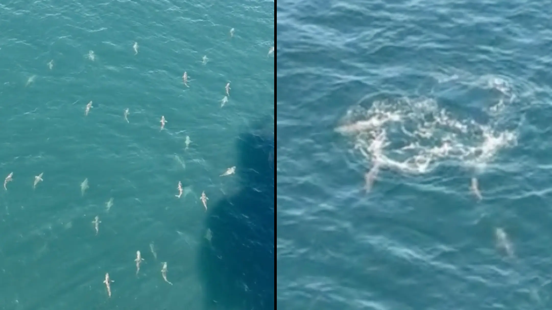 People point out same concern as man looks down from boat and sees army of sharks swimming around him