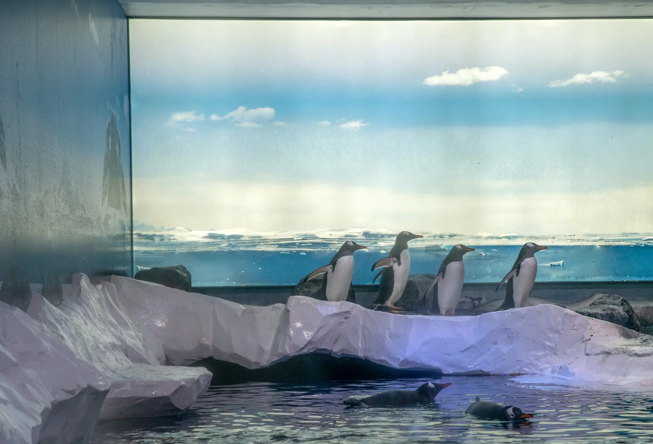 The penguins are set to be moved. (PA/Born Free)