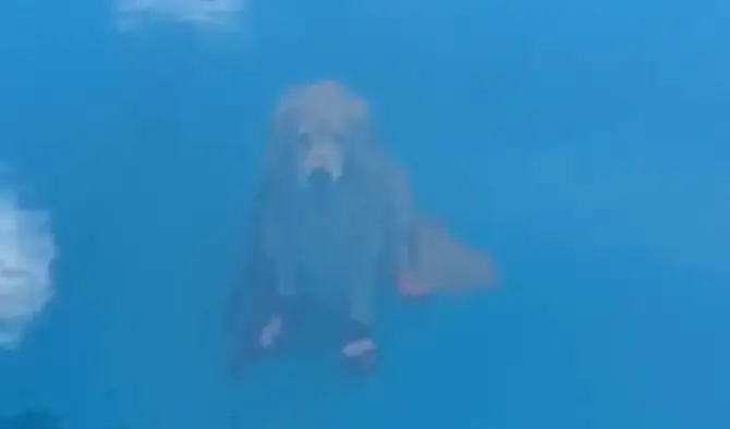 How did he get down there? (TikTok/it_is_a_pancake_life)