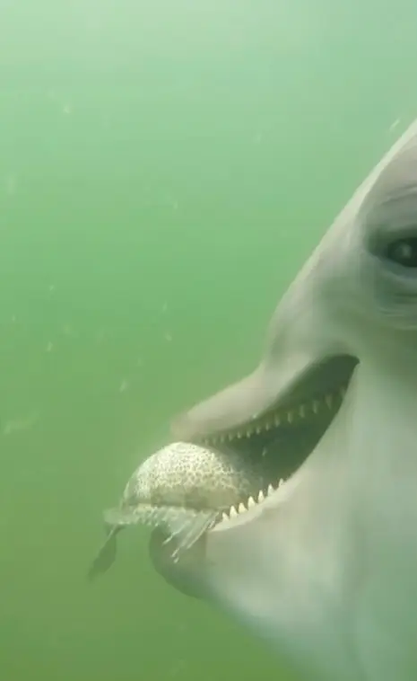People were left stunned after watching how the dolphins secured themselves some grub (US Navy/National Marine Mammal Foundation)