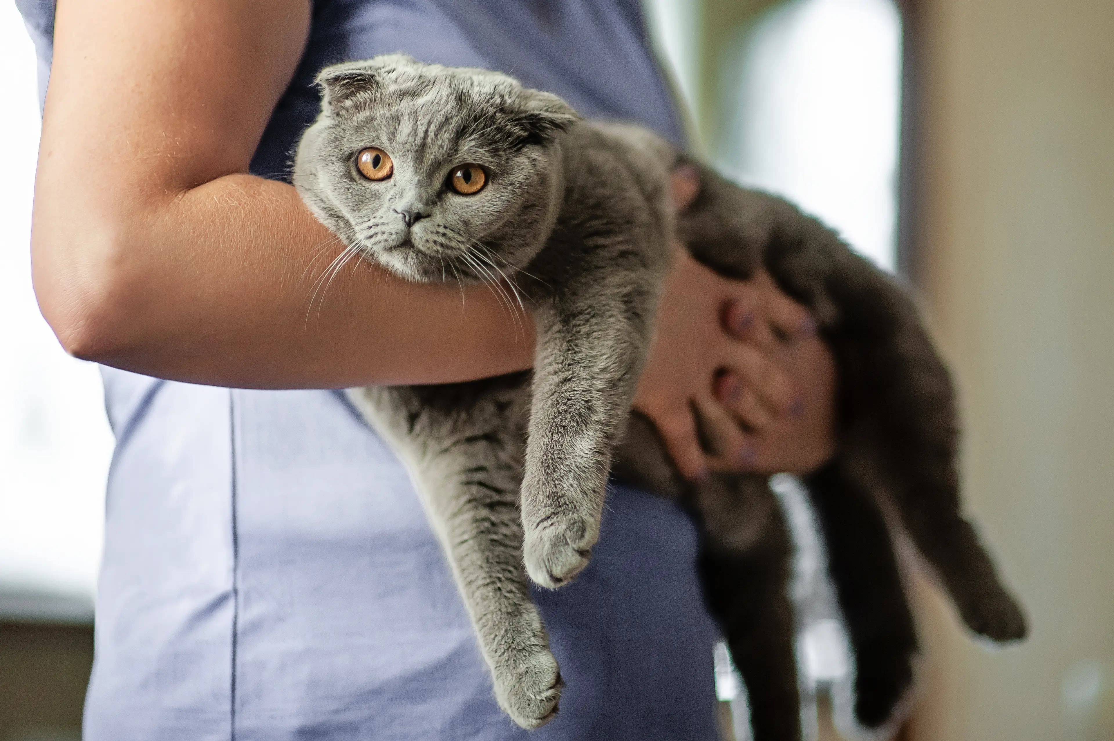Microchipping a cat is easy and cheap (Getty Stock Images)