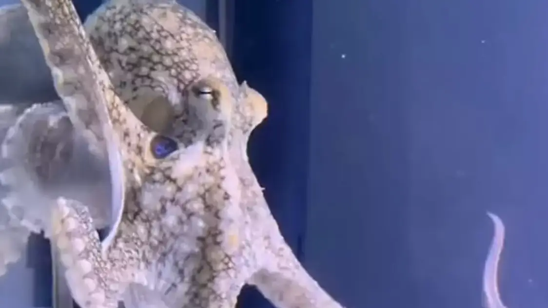 Family bought pet octopus for nine-year-old son that went on to destroy their home