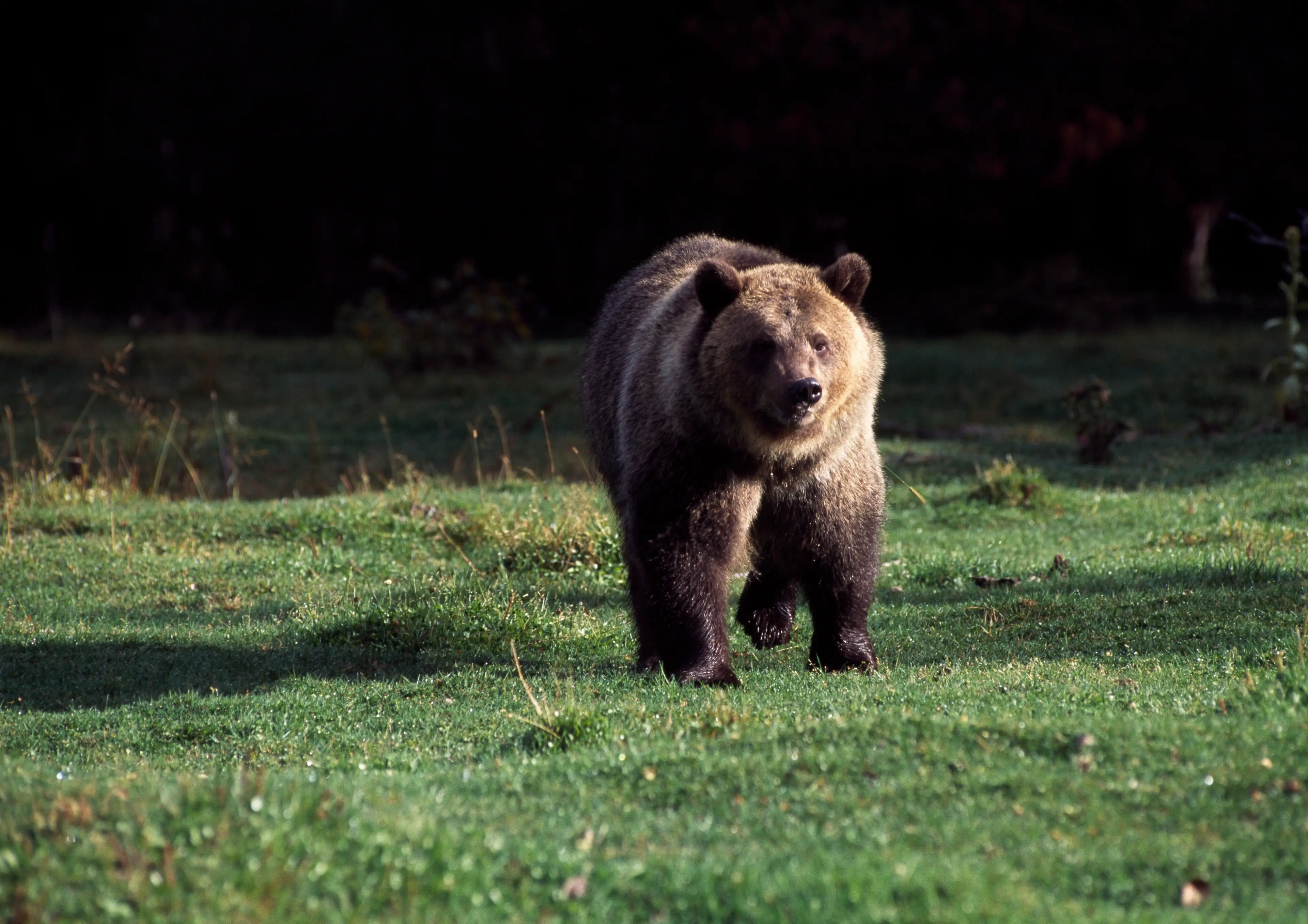 A grizzly bear in Glacier National Park. (DeAgostini/Getty Images)