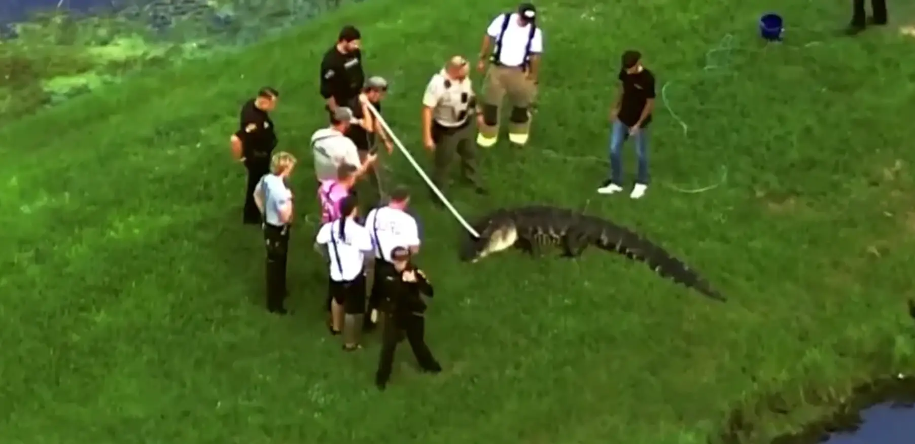 Trappers removed a huge alligator from the scene (NBC News)