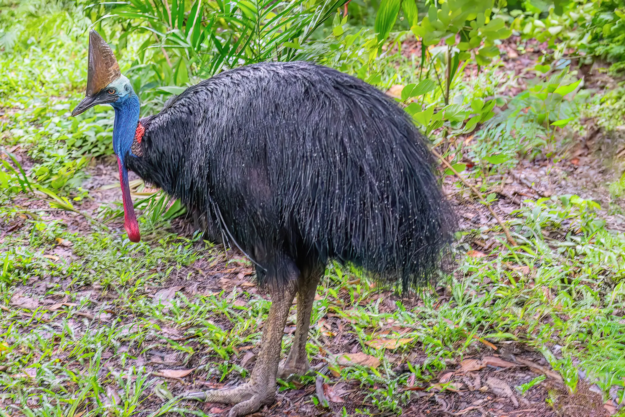 Cassowaries are described as the ‘most dangerous bird in the world’ (Getty Stock Images)