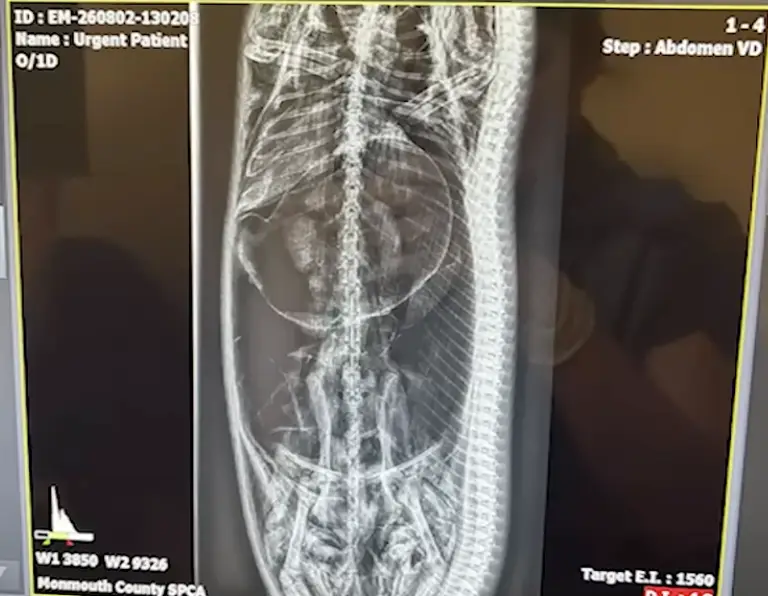 An x-ray revealed its last meal (ABC7NY/Monmouth County SPCA)