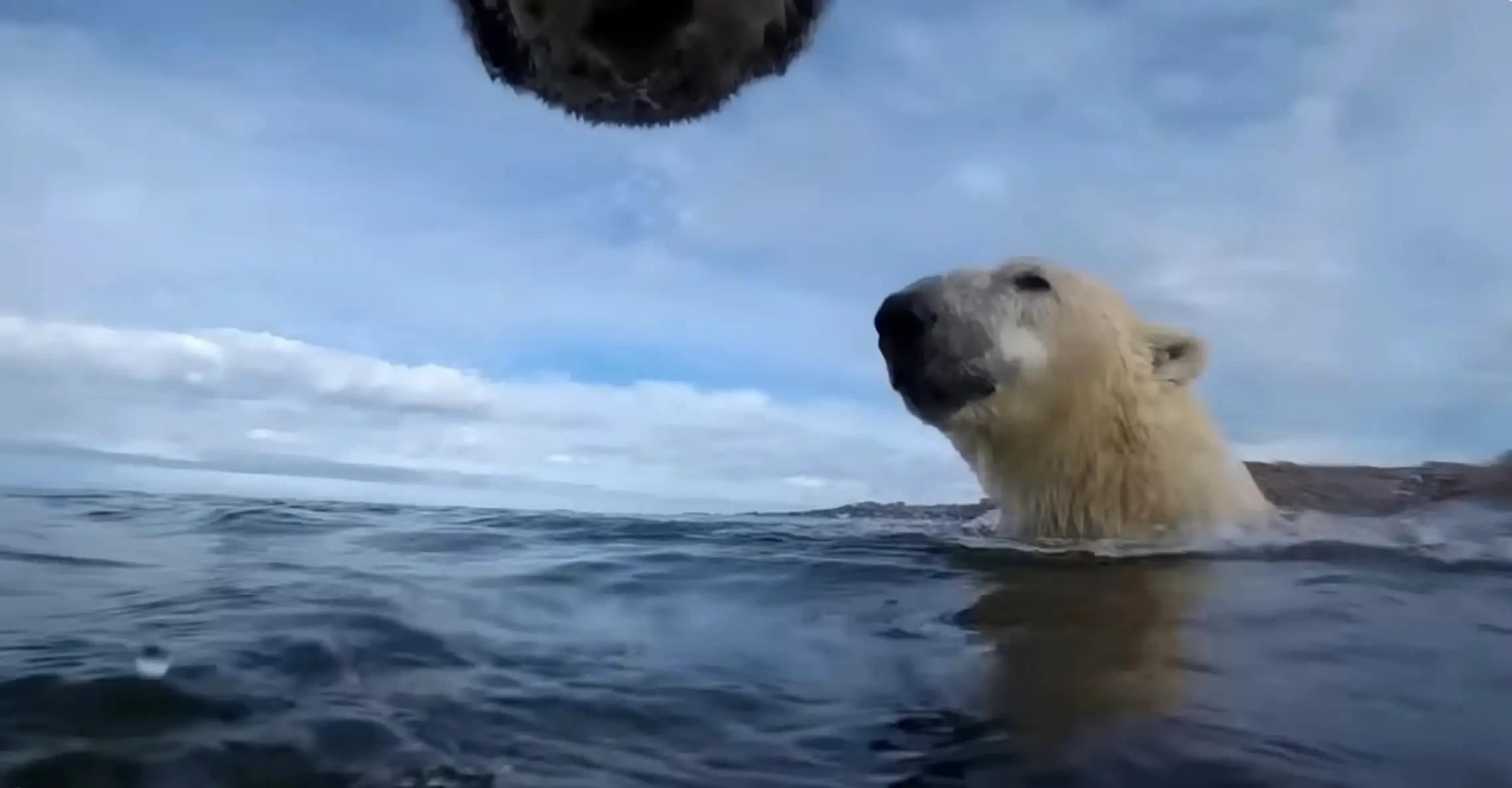 The incredible footage gave us an insight into the life of a polar bear from their perspective (USGS/Washington State University)