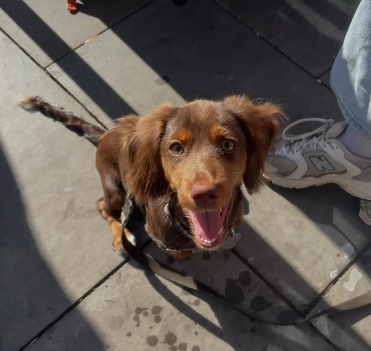 Several estate agents have immediately ruled me out because of having a dog (ItsyourfriendLuna/Instagram)