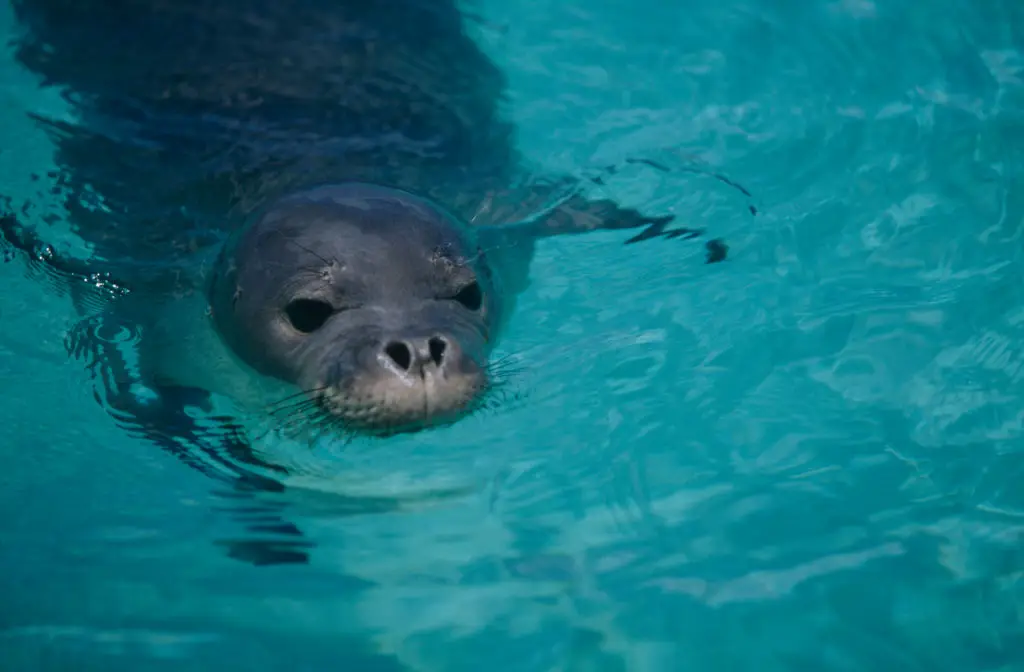 Hawaiian monk seals are an endangered species and one of the reasons is attacks from humans (Education Images/Universal Images Group via Getty Images)