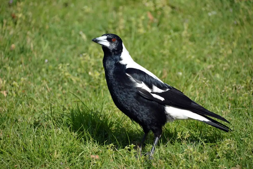 Magpies in Australia become particularly aggressive after the birth of their young, a time known as swooping season  (Andrea Innocenti/REDA/Universal Images Group via Getty Images)