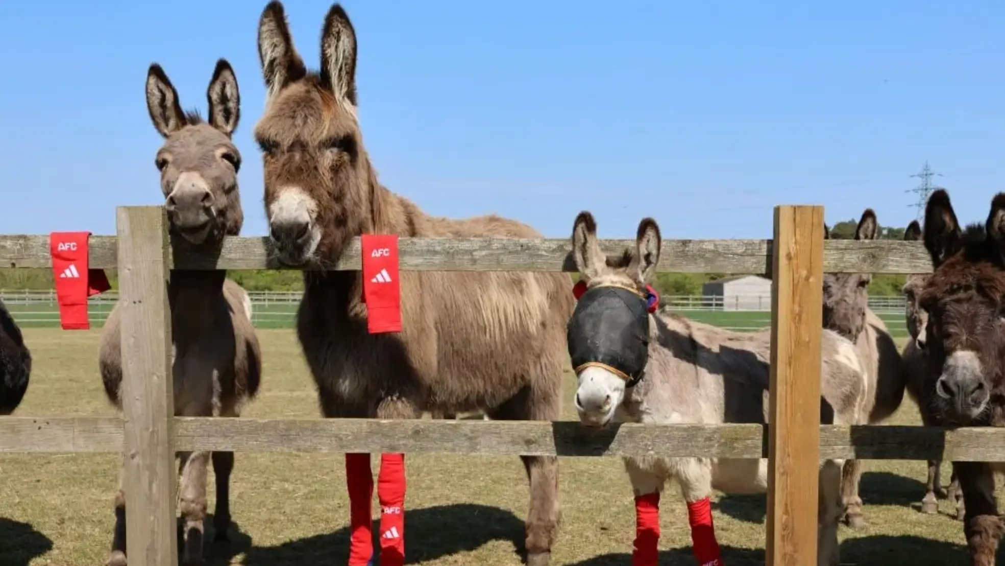 Redwings Horse Sanctuary