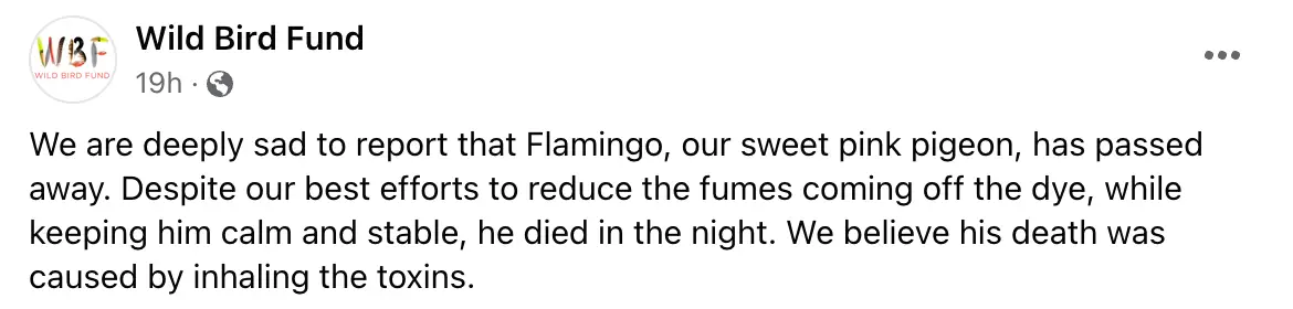 Wild Bird Fund announced Flamingo's death on Tuesday, 7 February.