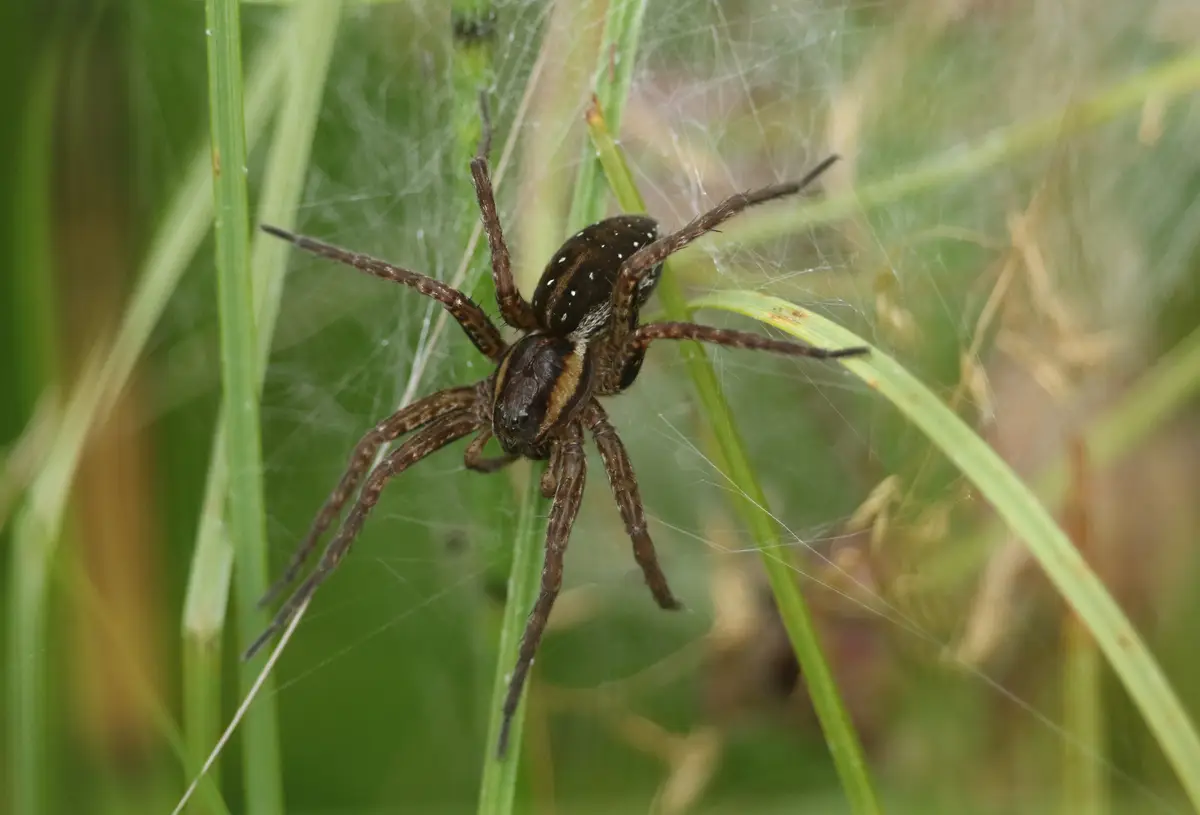 They're having their best year crawling around the UK (Getty Stock Image)