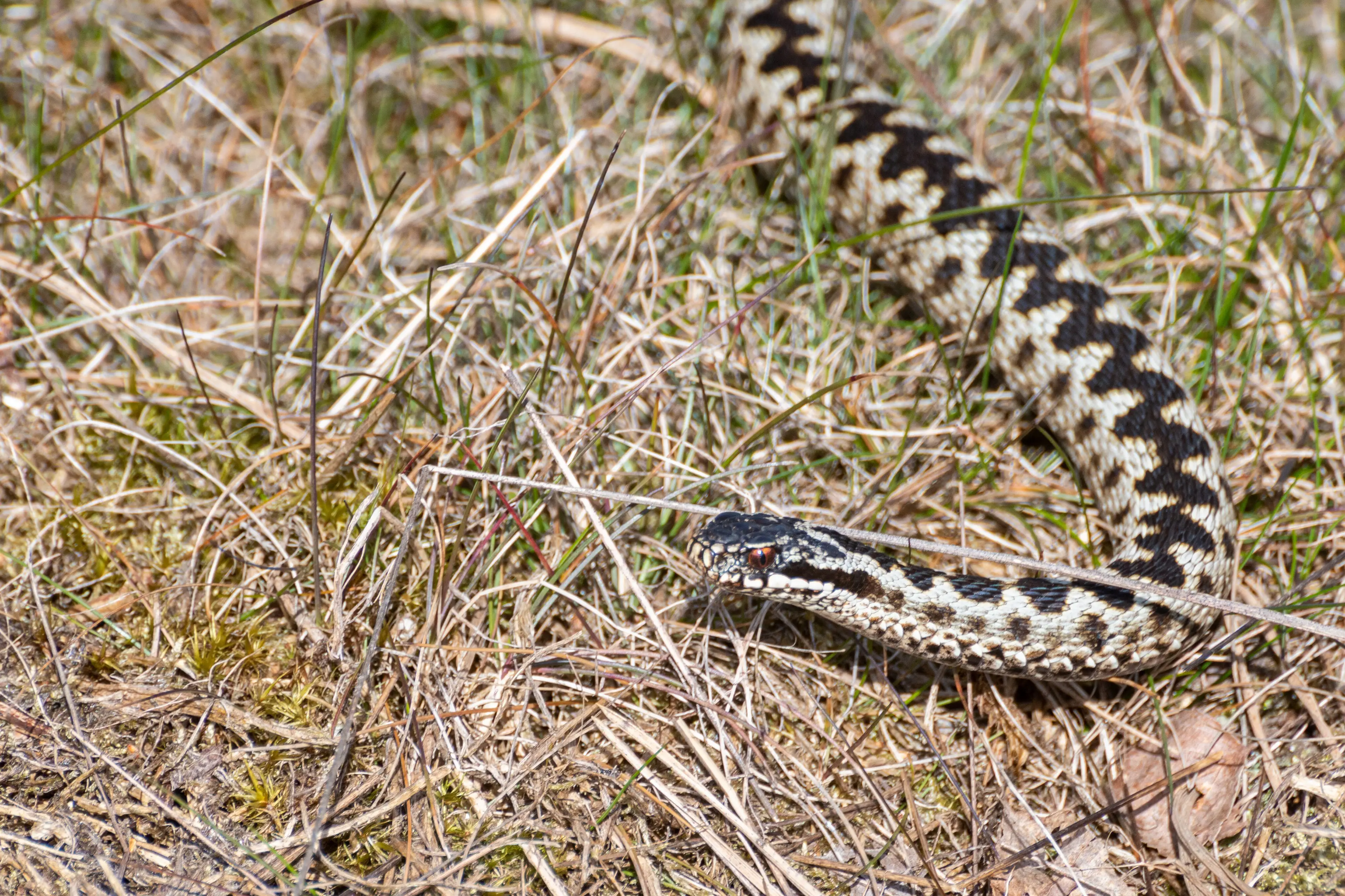 You're new beach buddy, just don't get too close.