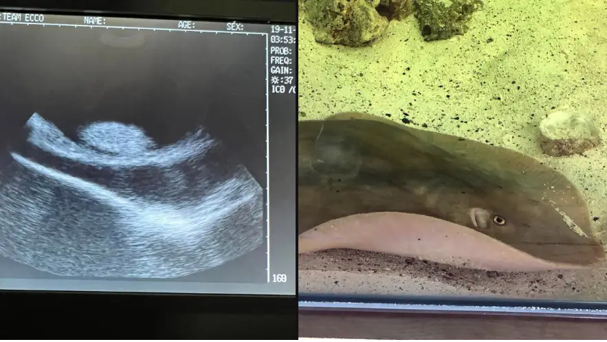 Facebook/Aquarium & Shark Lab by Team ECCO