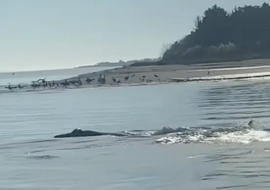 The shop questioned whether the animal was a whale or actually the Loch Ness Monster.