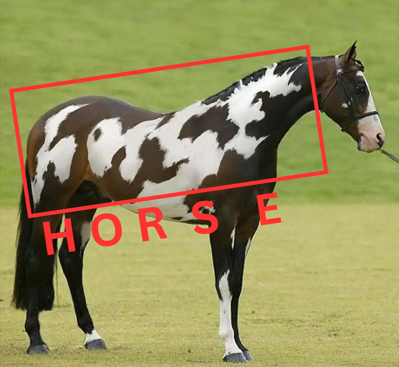 There's two horses - though not in the way you'd think (TiffyTaffy.com)