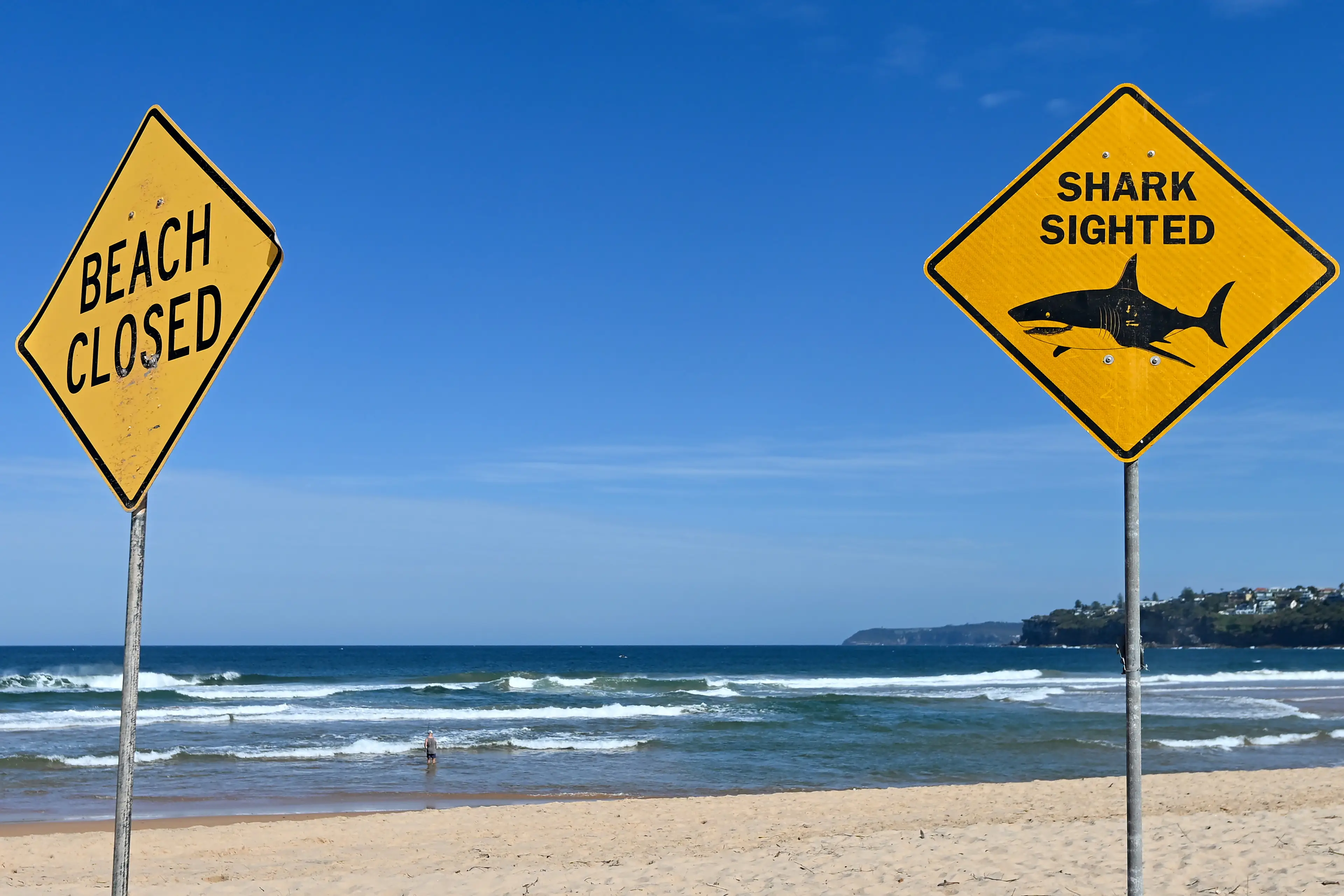 Double shark attacks are considered 'rare' (Ayush Kumar/Getty Images)