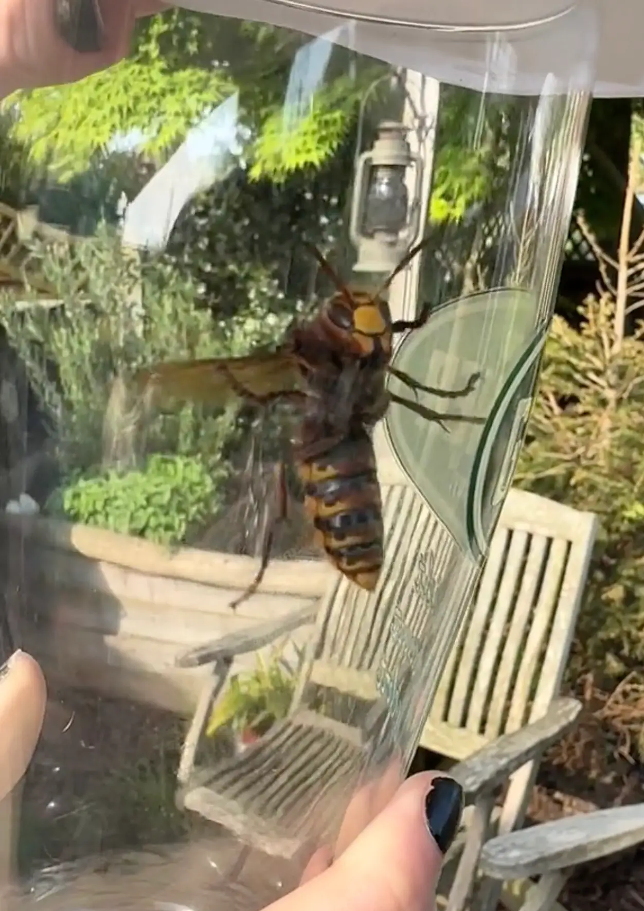 A Brit believes he caught an Asian hornet that had infiltrated his living room (TikTok/@midlifecrisis101x)