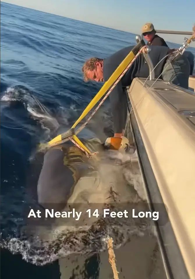 That's one big shark (Instagram/OCEARCH)