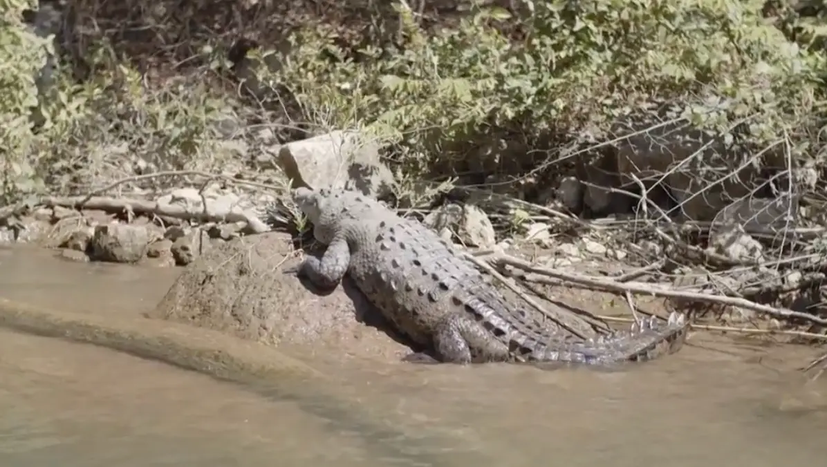 The crocodile tried to take Georgia away three times (BBC Breakfast)