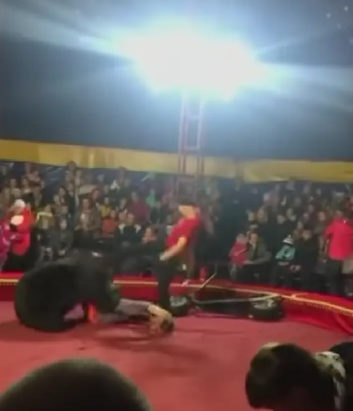 The bear attacked the trainer as they were performing their act to a large crowd.