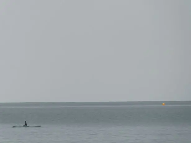 David spotted the large creature lurking off the coast of Wales.