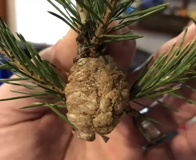 Be sure to keep an eye out for these if you have a real Christmas tree.