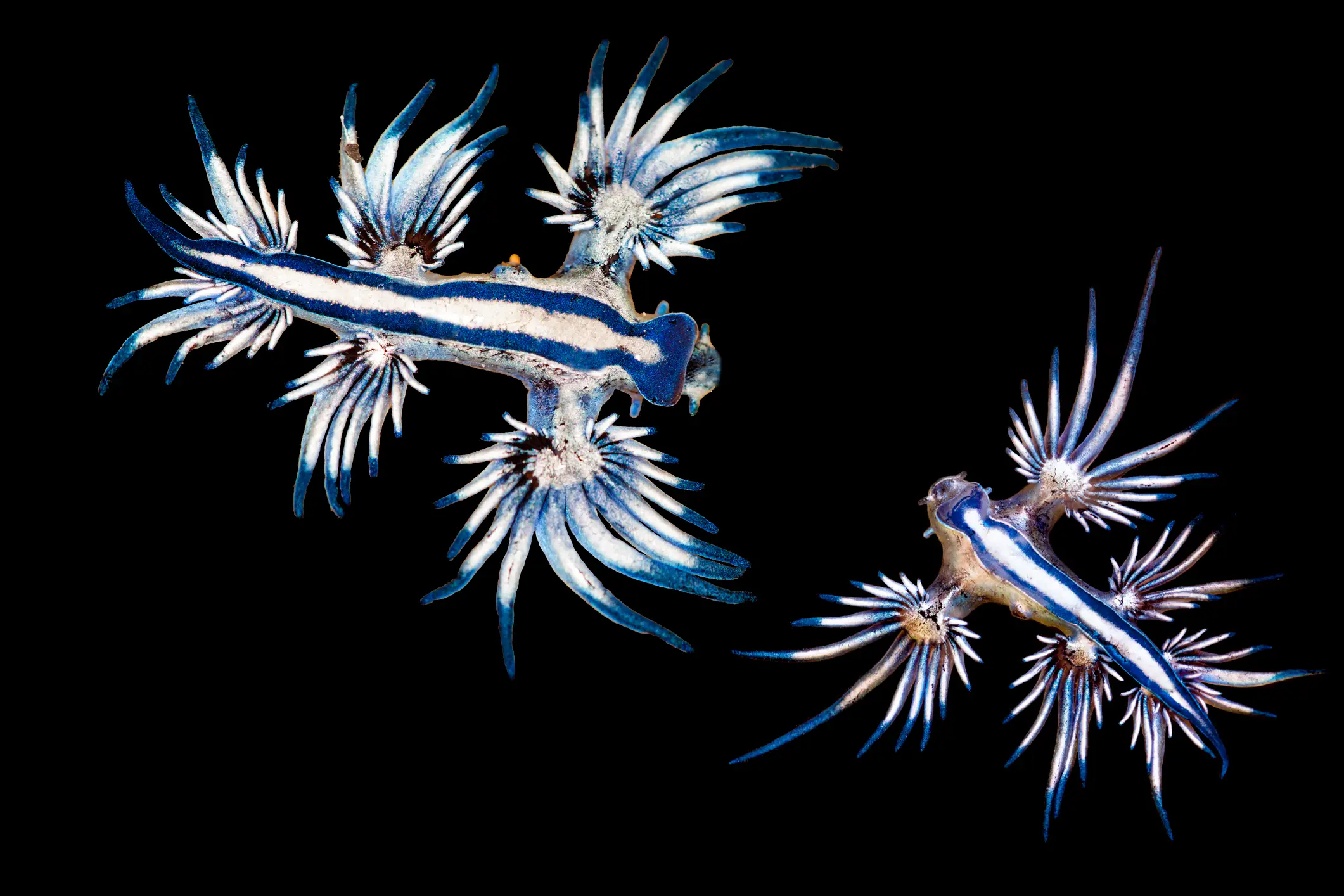 The vibrant blue glaucus atlanticus, a mollusk also known as the blue angel or blue dragon.