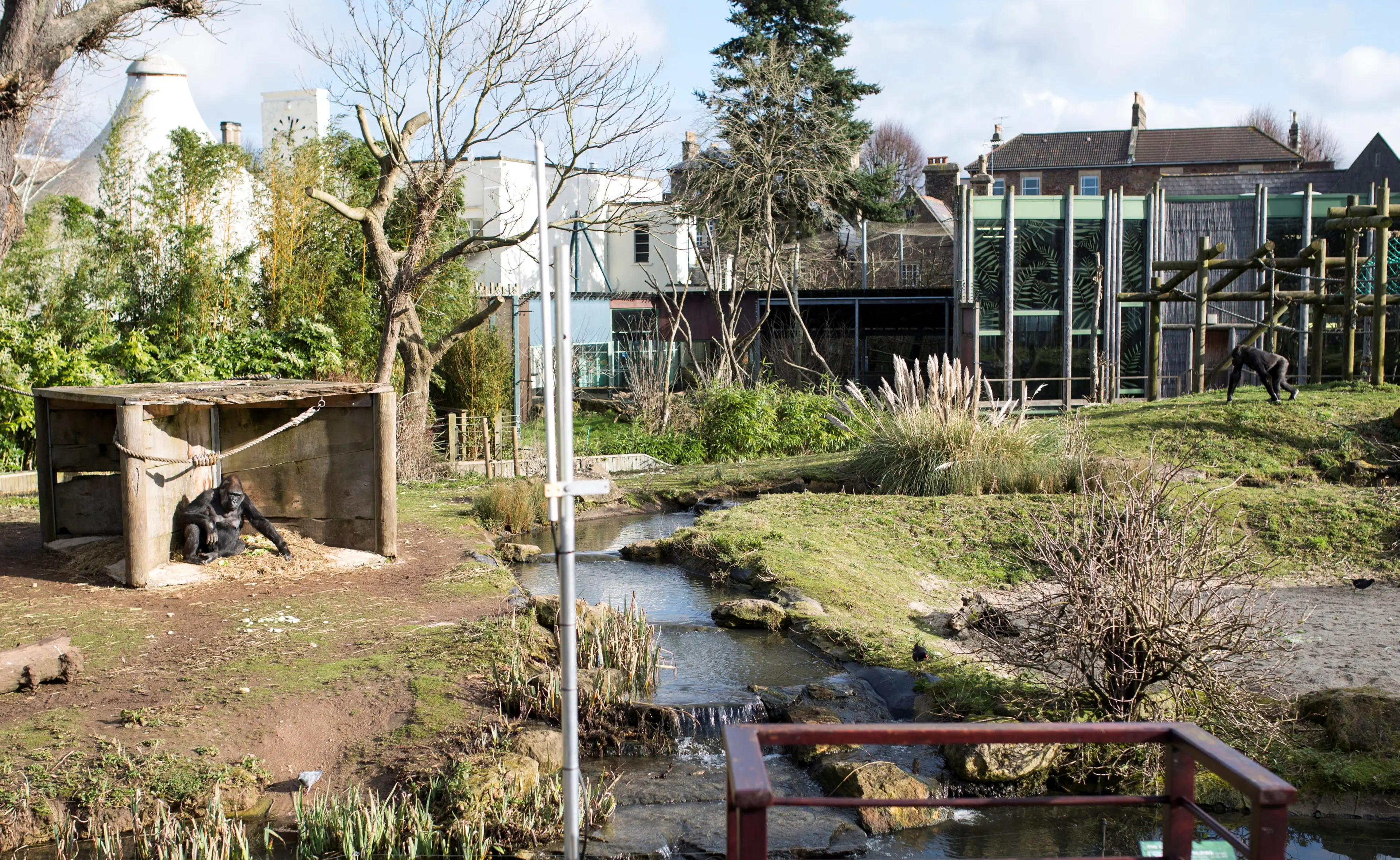 The zoo explained why the gorillas were stuck behind a glass enclosure (SWNS)
