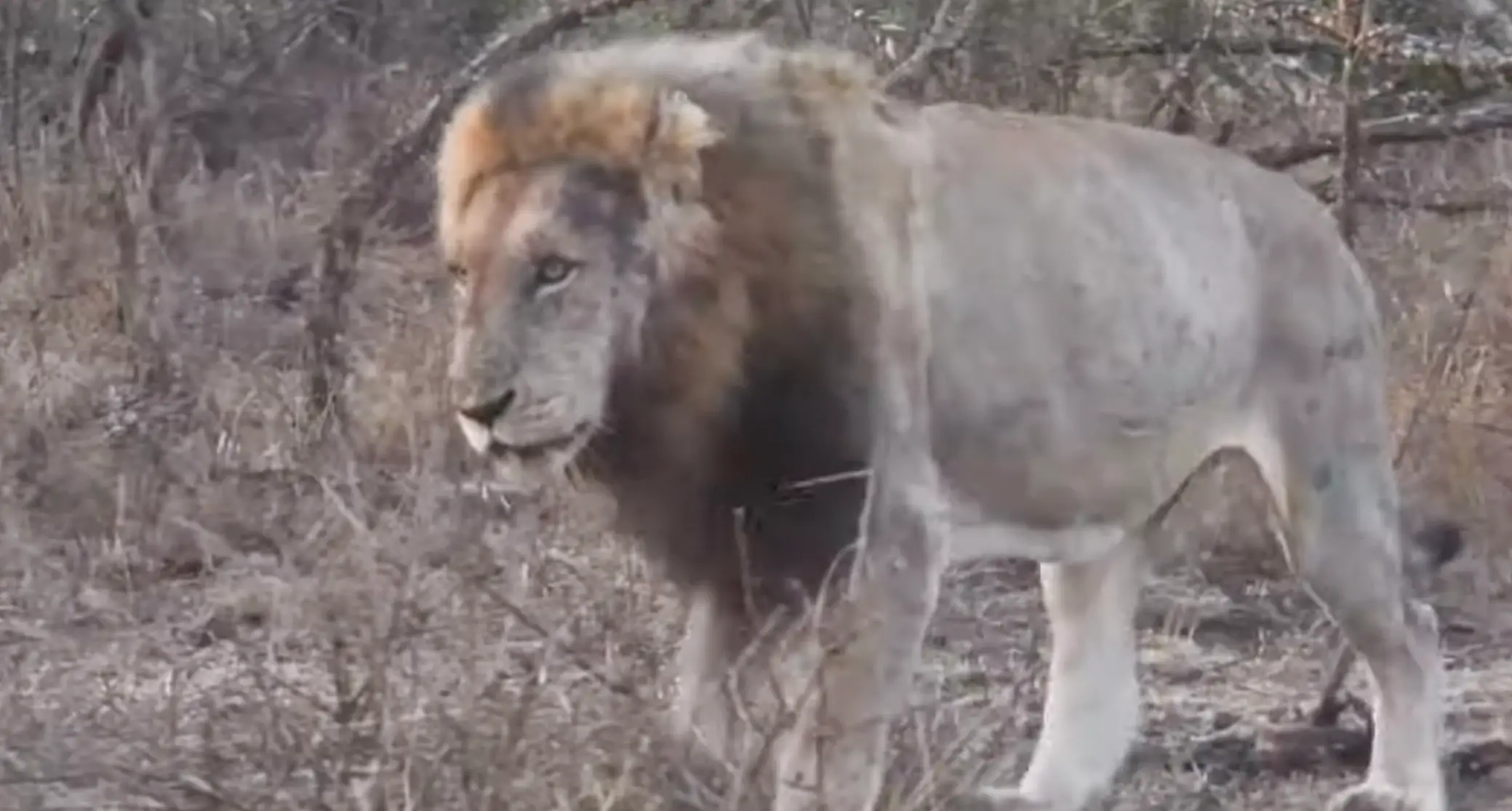Blondie the lion was shot dead by trophy hunters at the end of June (YouTube/CS-WildCAM)