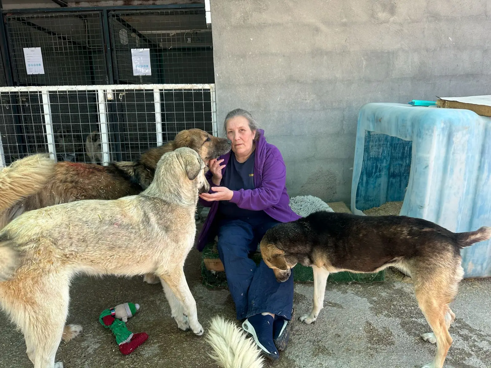 The shelter fears it will have to euthanise the dogs if its forced to leave them behind. (Louise Hastie)