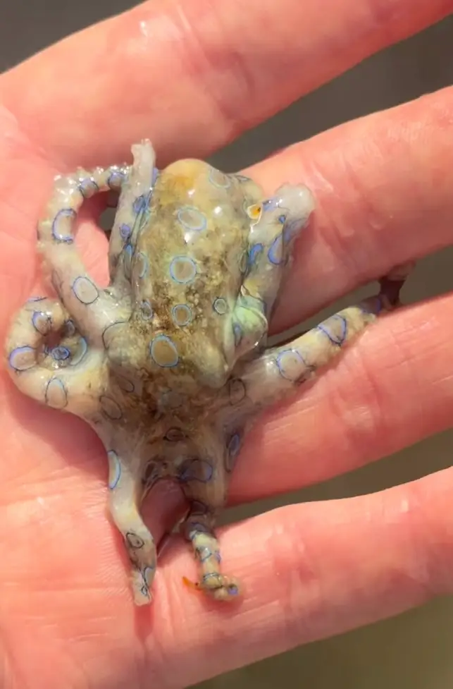 What Andy thought was an adorable baby octopus turned out to be one of the most dangerous sea creatures in the world (Instagram/@decanterman)