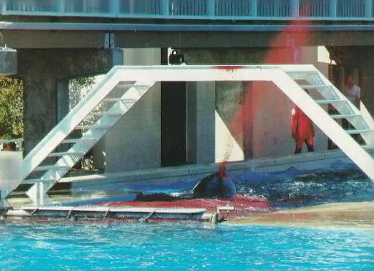 Kandu V met a grisly end.