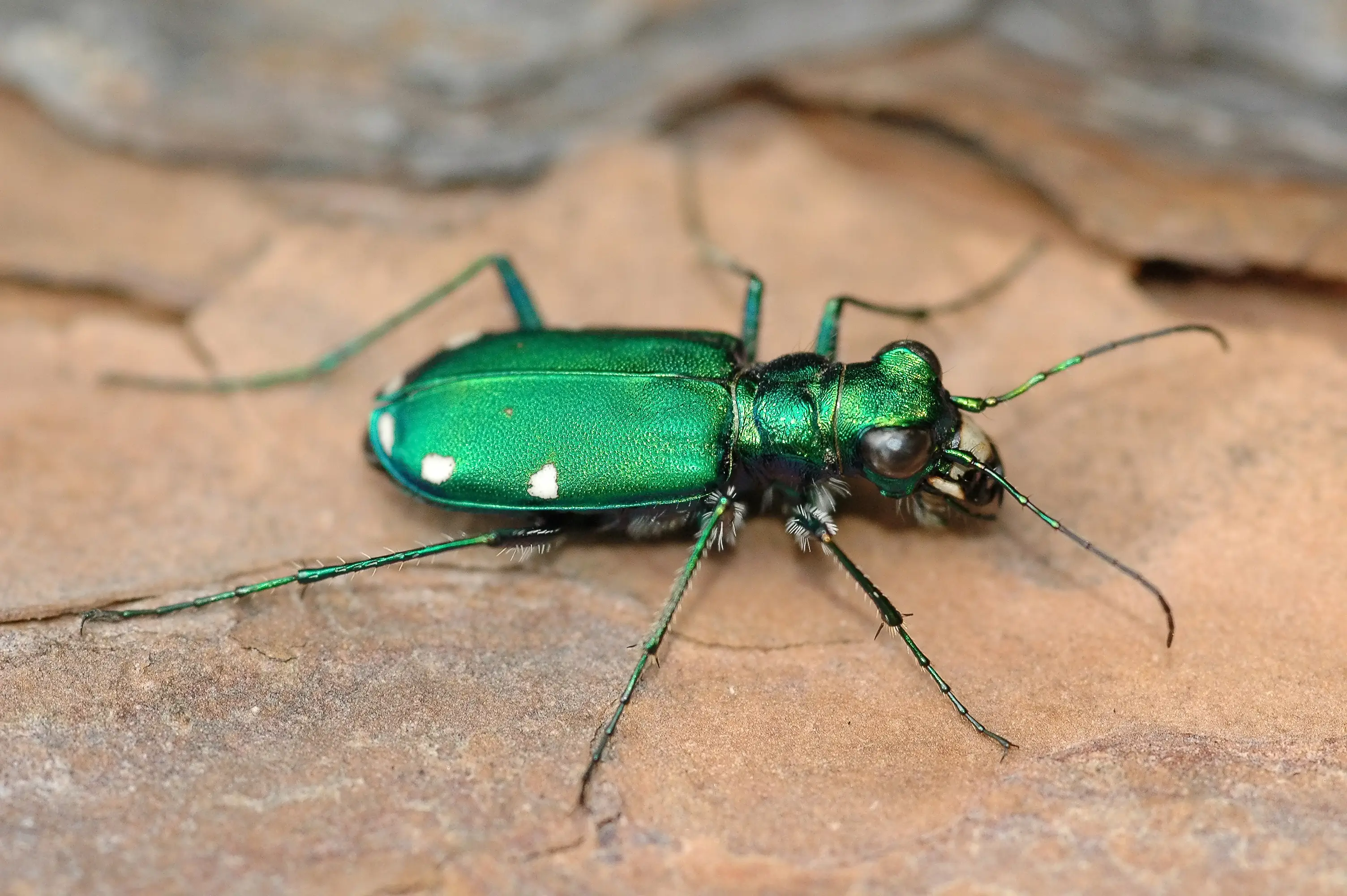 The crawling culprit was a six-spotted tiger beetle which gave Antoinette a very rare allergic reaction (Getty Stock Photo)