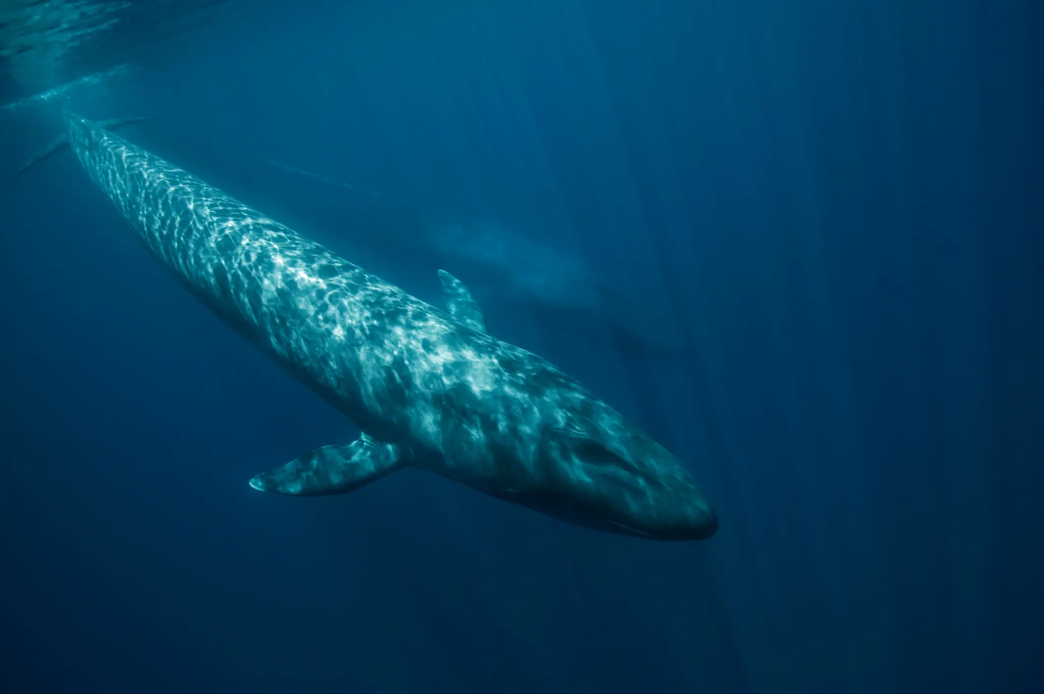 Blue whales are vital for maintaining healthy marine ecosystems (Getty Stock Images)