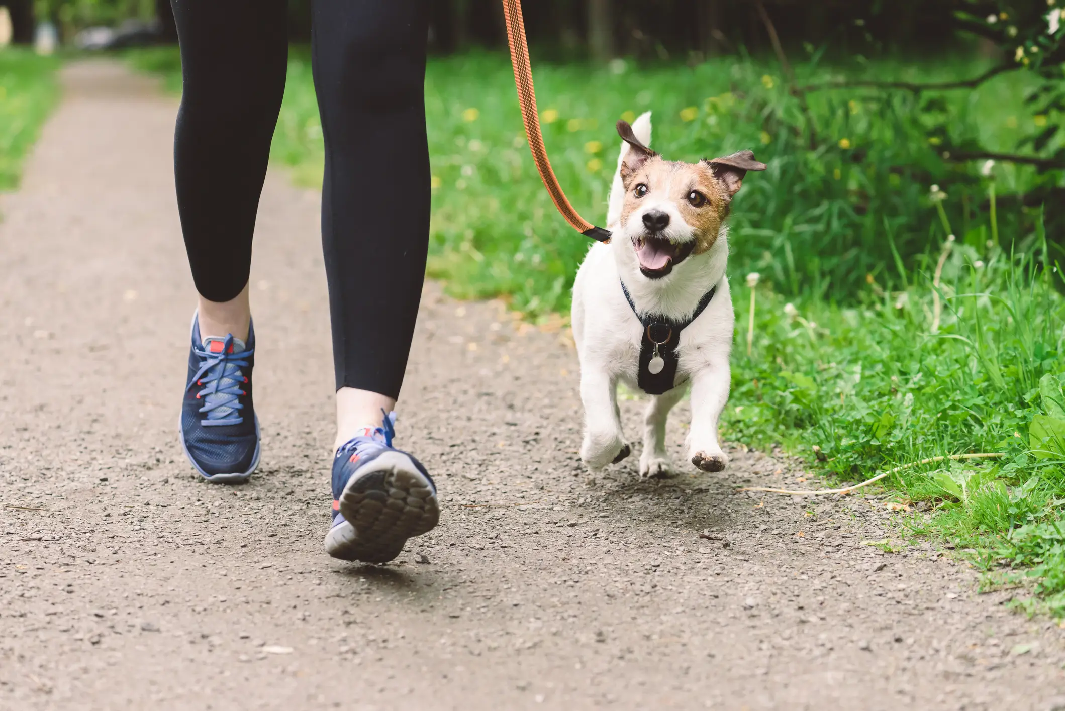 Temperatures of up to 19°C are usually safe for your pooch (Getty stock images)